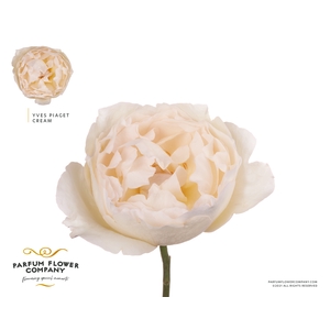 Rosa Meilland Cream Yves Piaget