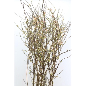 Chaenomeles Jap Dark Pink 140cm 160cm P Stem X20