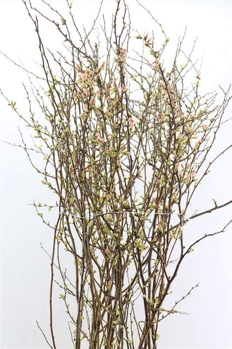 <h4>Chaenomeles Jap Dark Pink 140cm 160cm P Stem X20</h4>