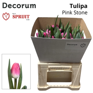 TU EN PINK STONE Kraag 50