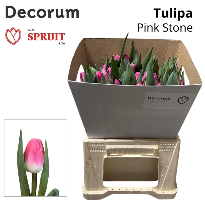 <h4>Tu En Pink Stone Kraag 50</h4>