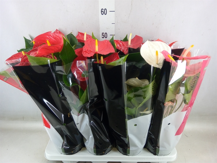 <h4>Anthurium   ...mix</h4>