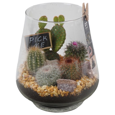 <h4>PTCT3809 Arrangementen Cactus</h4>
