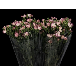 Dianthus Tino Solomio