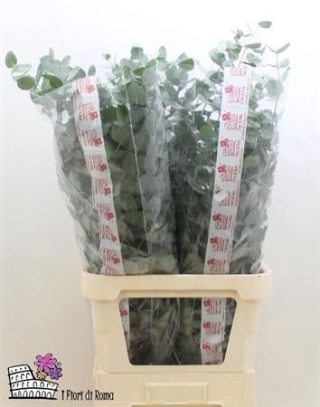 Euca Cinerea Super P Stem 100 Cm