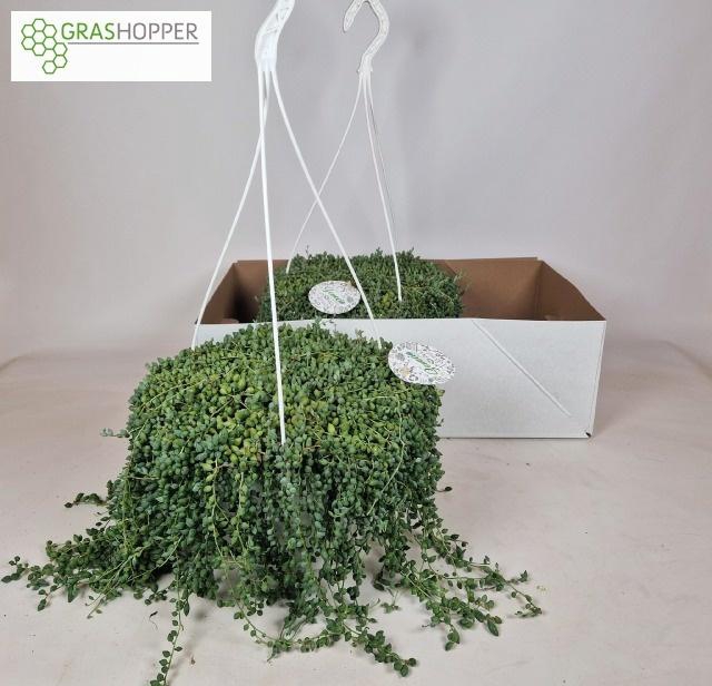 <h4>SENEC HERREIANUS</h4>