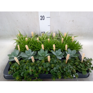 Planten  ..mix