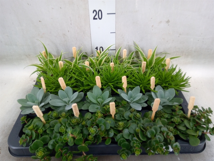 <h4>Planten  ..mix</h4>