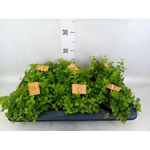 Peperomia rotundifolia