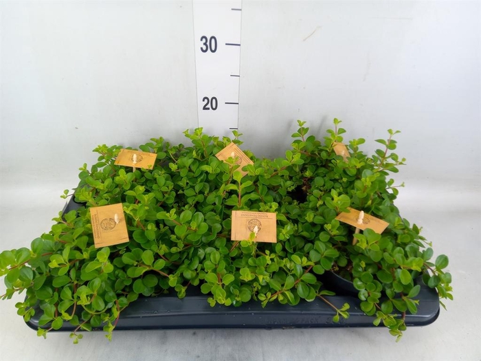 <h4>Peperomia rotundifolia</h4>