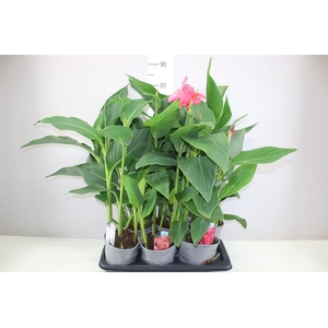 Canna Cannova Gemengd
