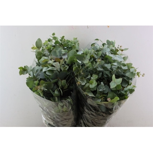 Euca Stuartiana 200gr P Bunch