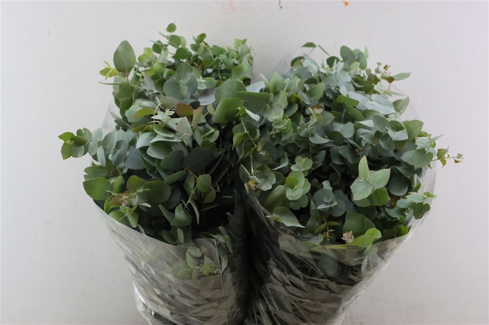 <h4>Euca Stuartiana 200gr P Bunch</h4>
