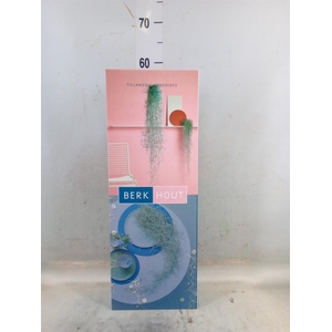 Tillandsia usneoides