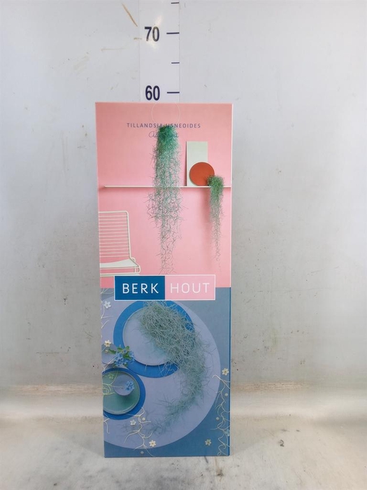 <h4>Tillandsia usneoides</h4>