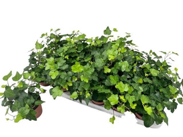 <h4>HED HE WONDER</h4>