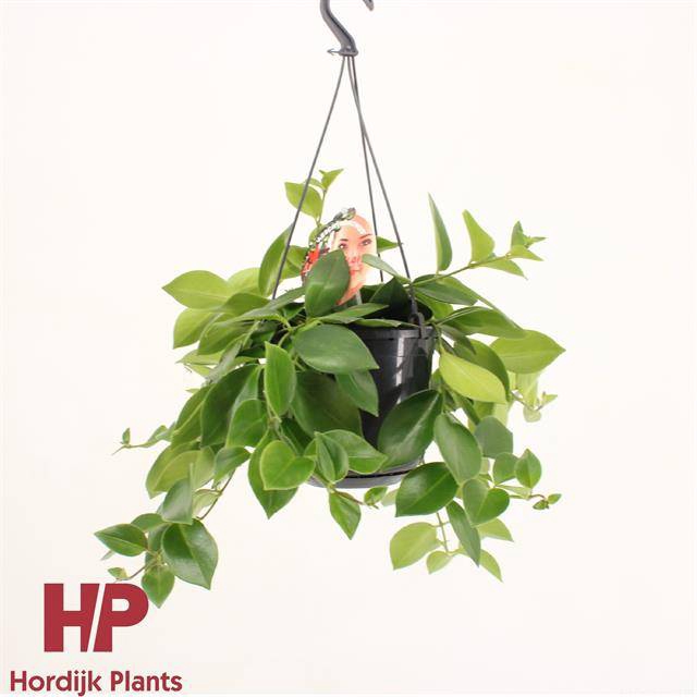<h4>Aeschynanthus Mona Lisa</h4>