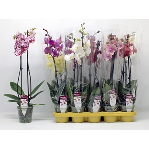 PHAL GEM 10 KL