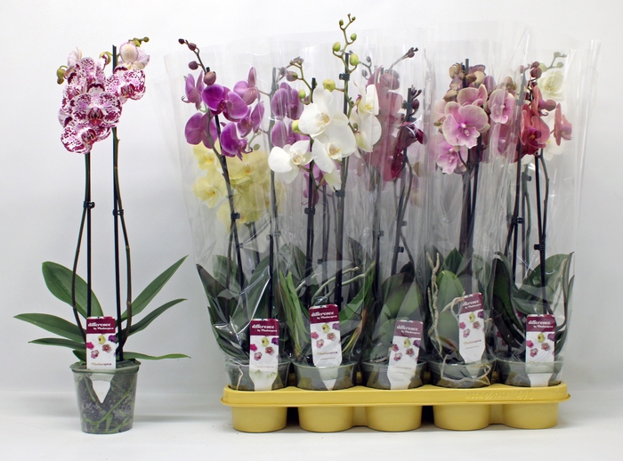 <h4>PHAL GEM 10 KL</h4>