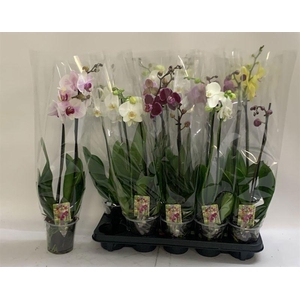 PHAL GEM