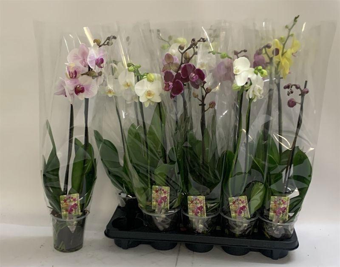 <h4>PHAL GEM</h4>