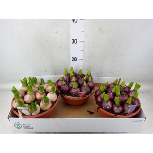 Hyacinthus orie. 'Pearl'  ...mix  3