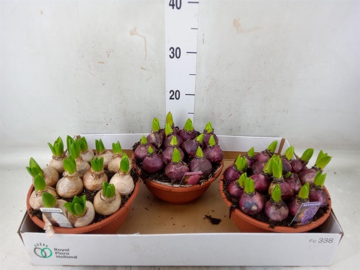 <h4>Hyacinthus orie. 'Pearl'  ...mix  3</h4>