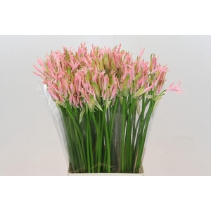 Nerine Vesta K