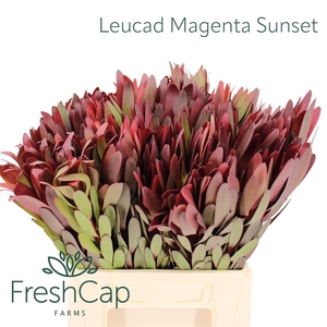 Leucad Magenta Sunset