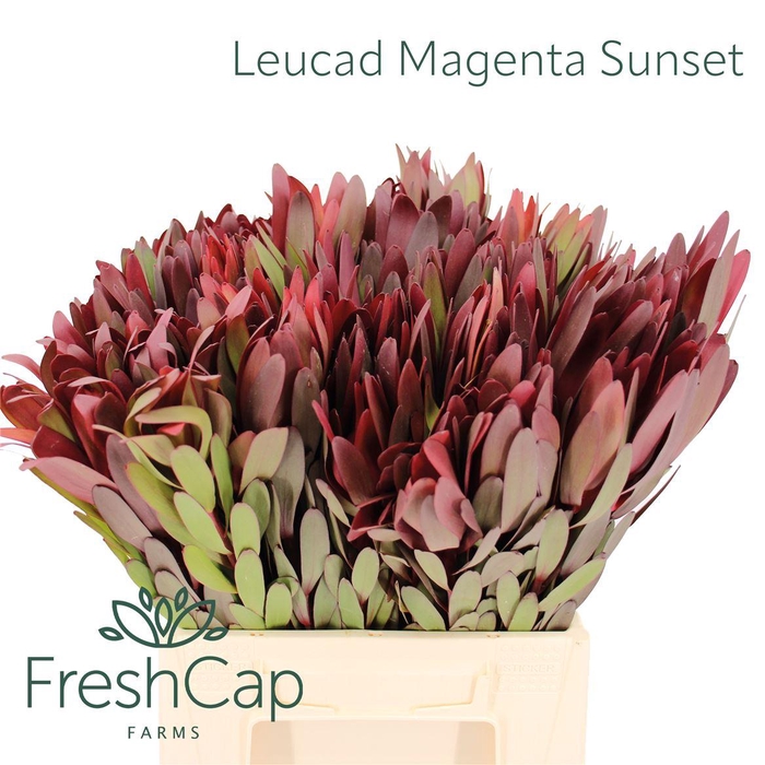 <h4>Leucad Magenta Sunset</h4>