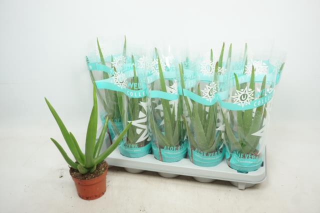 ALOE VERA