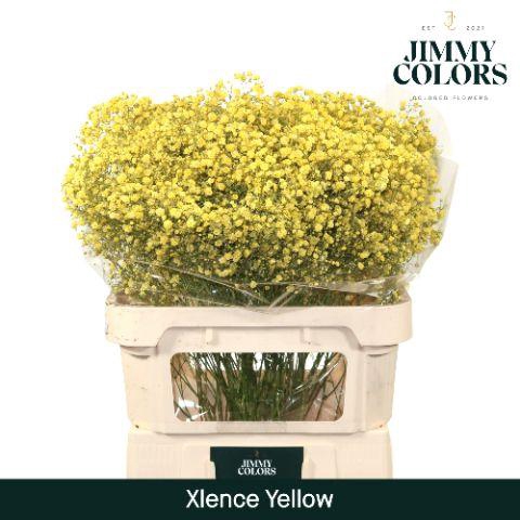 <h4>Gyps Xlence L80 Yellow</h4>