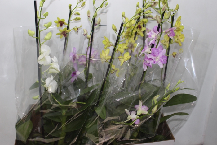 <h4>DENPHALAEN P15</h4>