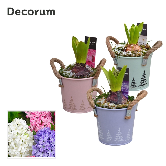 <h4>Hyacint Bucket Mini HL10772 [LOVELY COLORS]</h4>