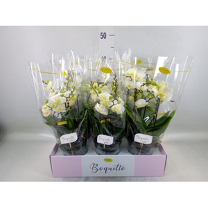 Phalaenopsis multi.   ...white