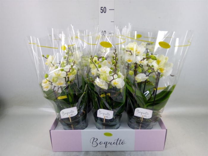 <h4>Phalaenopsis multi. ...white</h4>