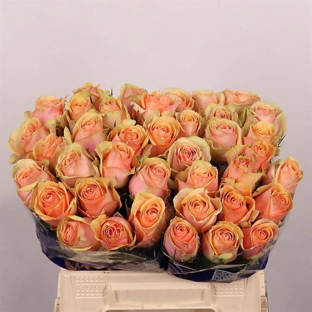 <h4>R GR DIVIDEND</h4>