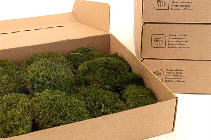 Mood Moss Gepreserveerd Ca. 0,2 M2