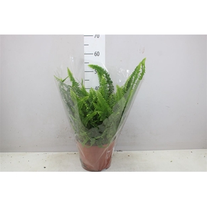 Nephrolepis Ex Green Lady