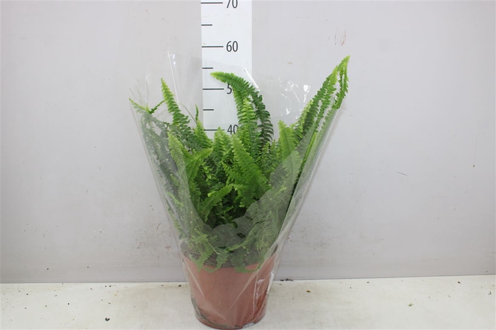 <h4>Nephrolepis Ex Green Lady</h4>