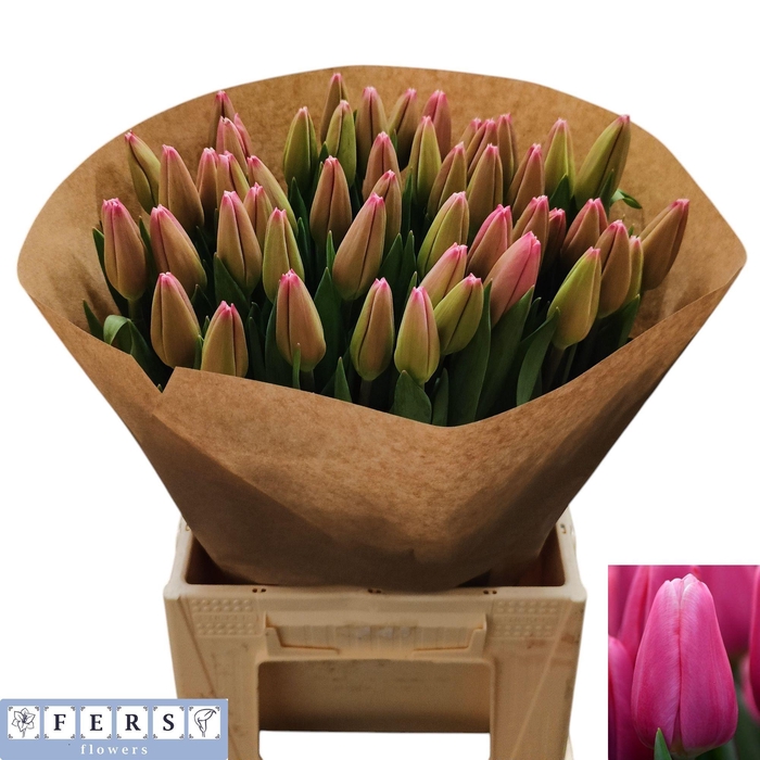 <h4>TU EN MILKSHAKE</h4>