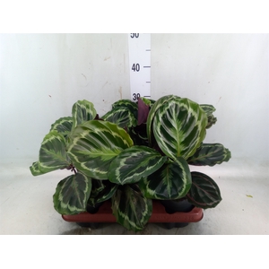 Calathea  'Medallion'
