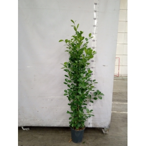 Ficus microcarpa 'Moclame'