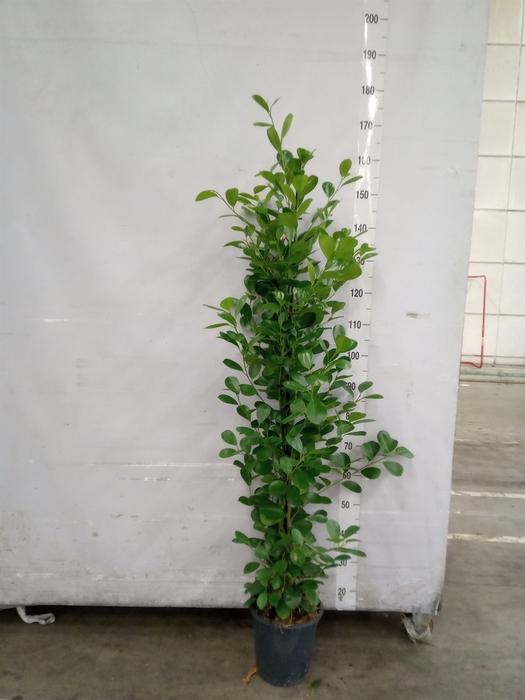 <h4>Ficus microcarpa 'Moclame'</h4>