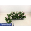 Platyco Gr Pst Pink