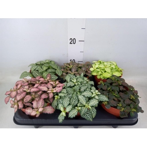 Fittonia   ...mix