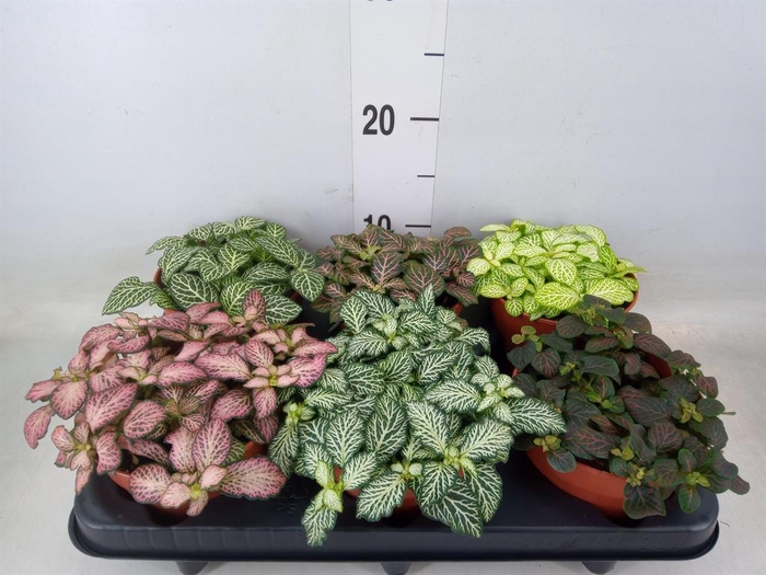 <h4>Fittonia   ...mix</h4>
