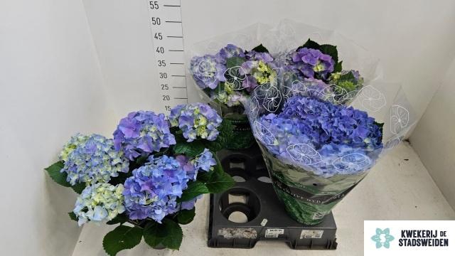 <h4>HYDR M EARLY BLUE</h4>