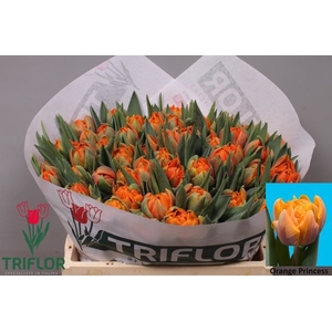 TU DU ORANGE PRINCES