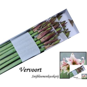 XXXX HIPP DI GREEN MAGIC X18